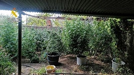 Plantación de marihuana descubierta en una finca.