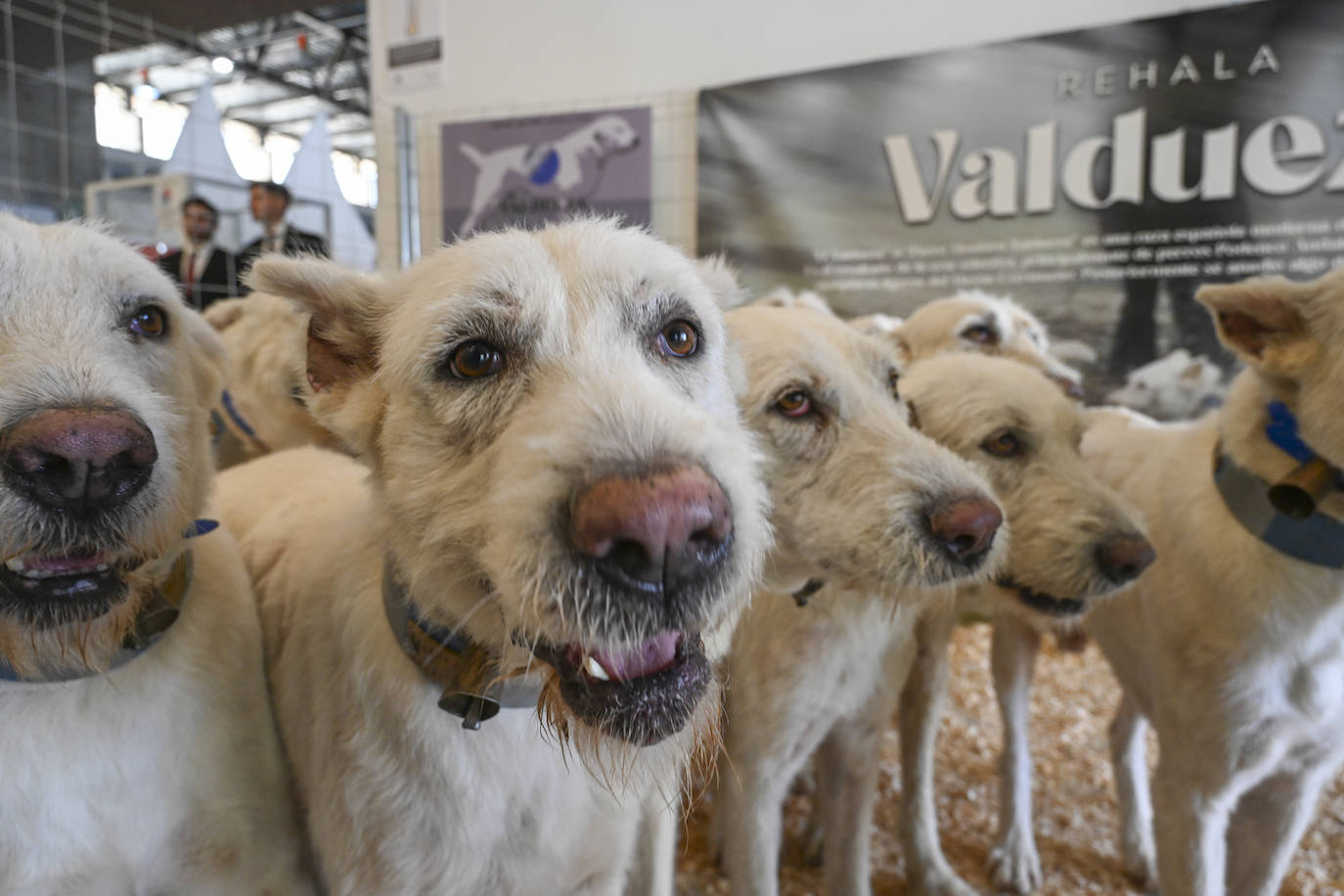 Fotos | La Feria de la Pesca, Caza y Naturaleza Ibérica de Badajoz en imágenes