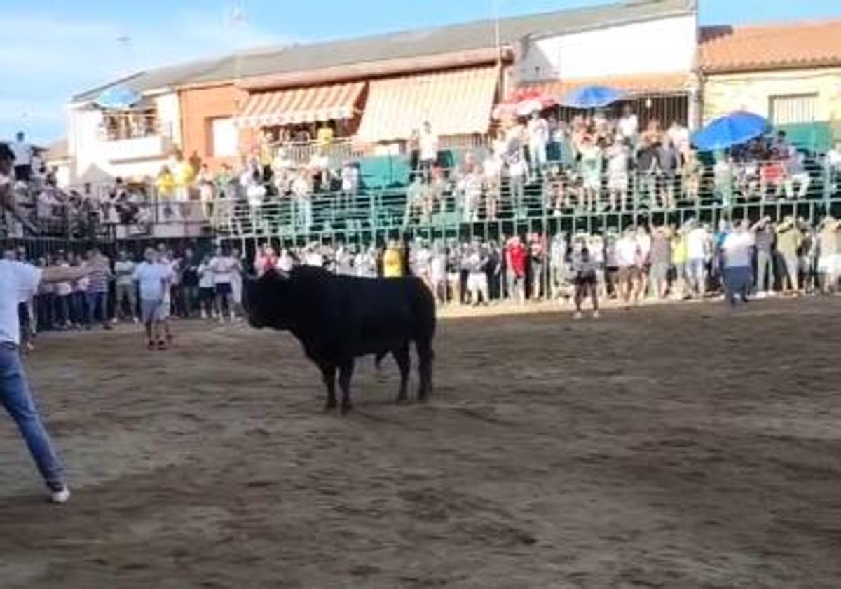 Un hombre cogido en un brazo por un toro