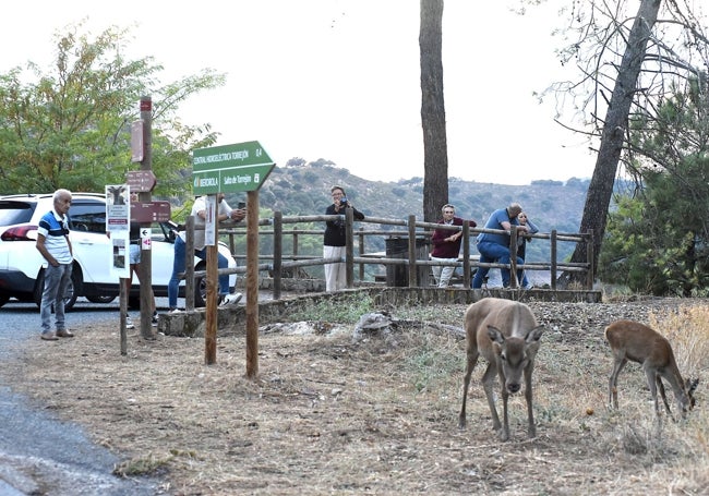 Ciervas junto al mirador de la Malavuelta.