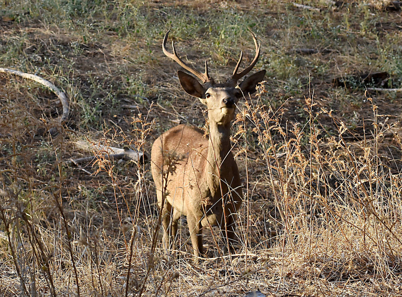 Visitas a Monfragüe para contemplar la berrea