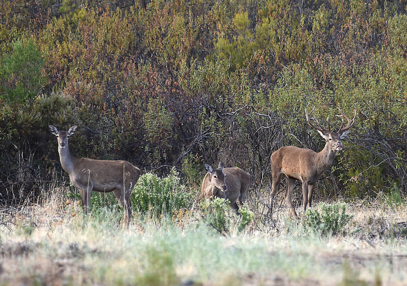 Visitas a Monfragüe para contemplar la berrea