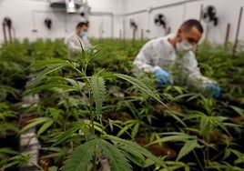 El cáñamo es el protagonista de uno de los proyectos del CTAEX.