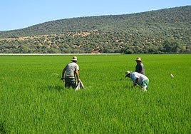 Arroceros del Orellana revisando una parcela en Don Benito.
