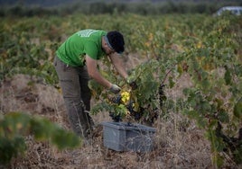 Vendimia nocturna en una finca extremeña.