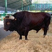 La lengua azul deja a la FIG sin ganado vacuno, ovino y caprino