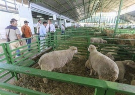 Ganado ovino en una de las naves del recinto ferial de Zafra en año pasado.