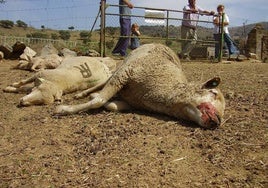 Ovejas muertas por un brote de lengua azul en Santa María de Navas, pedanía de Montemolín, a finales de la década pasada.