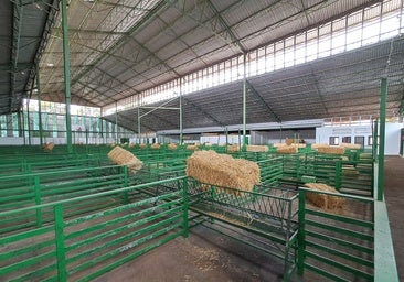 La Feria de Zafra asegura que tendrá oportunidades de negocio pese a la lengua azul