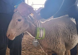 Un total de 25 ovejas llevan puesto este collar inteligente, con tecnología de Digitanimal.