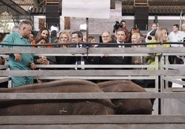 Visita en la nave de cerdos ibéricos, con Gallardo (presidente de la Diputación pacense) y Fernández (alcalde de Zafra), junto a Planas y Guardiola.