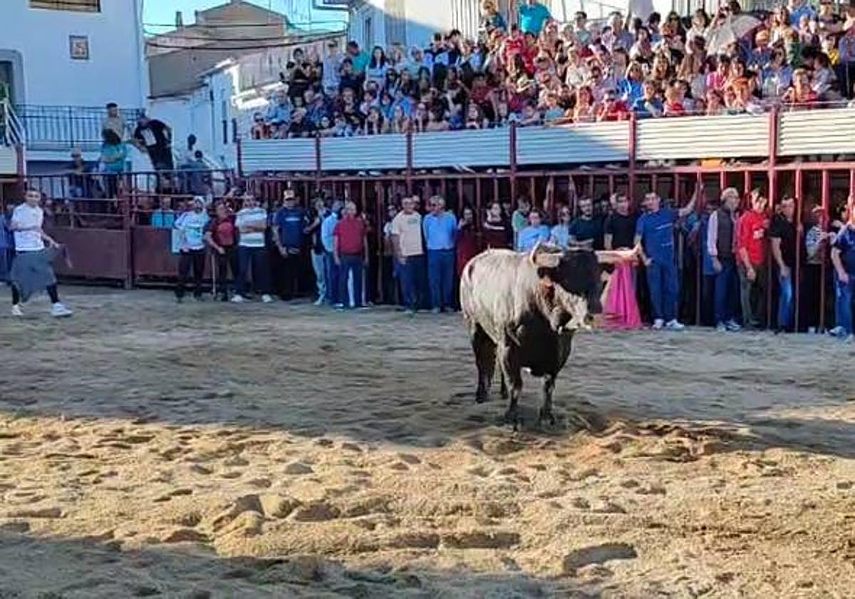 Toro que ha corneado al varón en Ceclavin esta tarde de sábado.