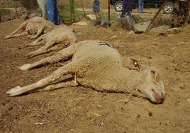 Ovejas fallecidas por lengua azul en una explotación en Extremadura en una imagen de archivo.