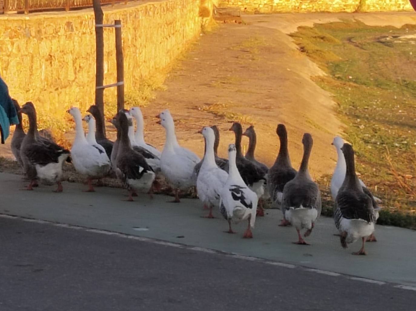 Imagen principal - Juan Contreras, el fiel abuelo de las ocas y gansos