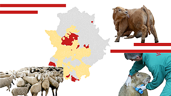 Extremadura ya alcanza los dieciséis focos con lengua azul