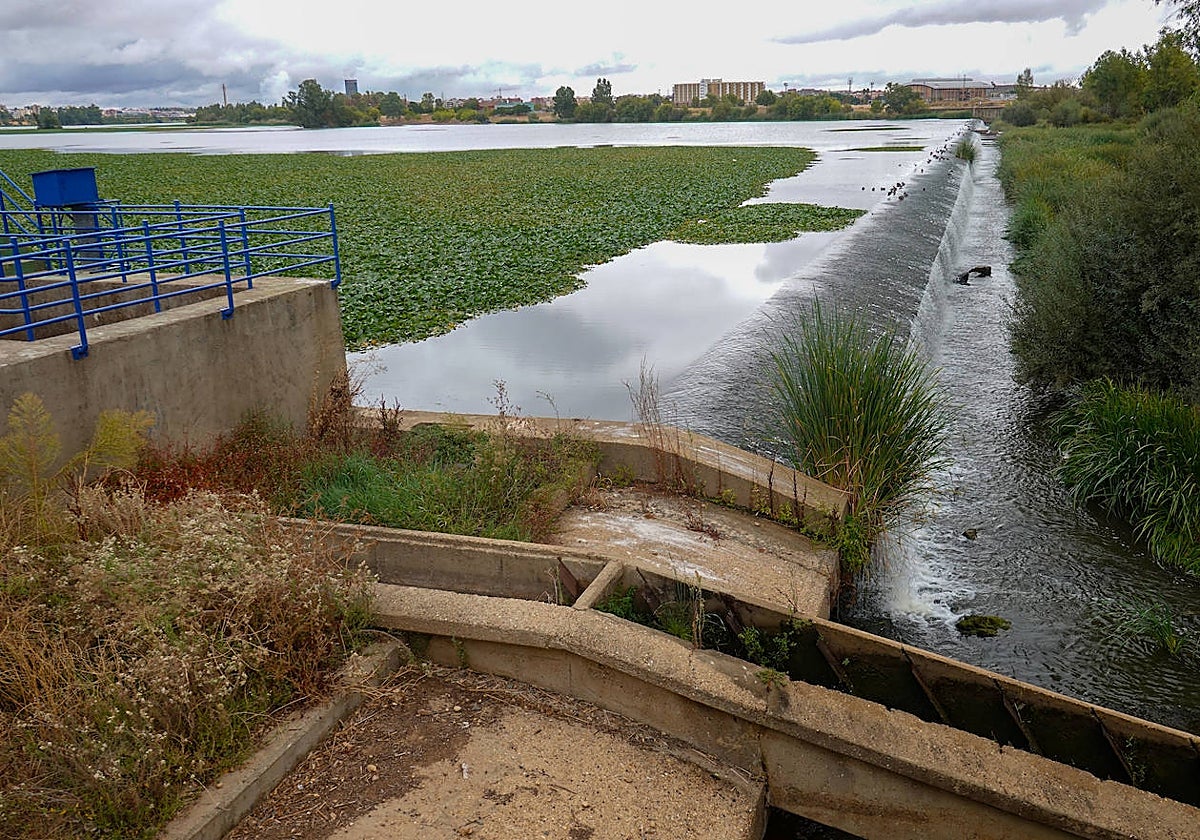 El azud de la Granadilla ayer.