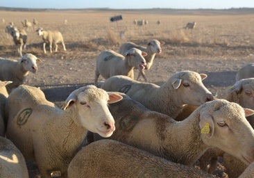 El serotipo 3 de lengua azul en Extremadura obliga a una mayor vacunación