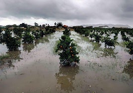Naranjos inundados.
