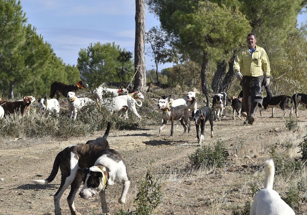 Un rehalero junto a sus perros en una montería en Extremadura.