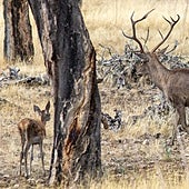 La Junta declara la emergencia cinegética, pero no modifica ningún periodo de caza
