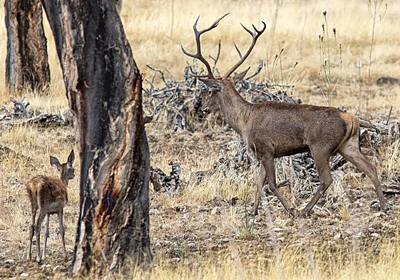 Ciervos en Extremadura.