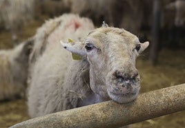 Las ovejas son las que sufren los peores síntomas del virus de la lengua azul