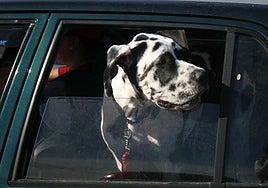 Cómo hacer que tu mascota viaje segura y sin sanciones