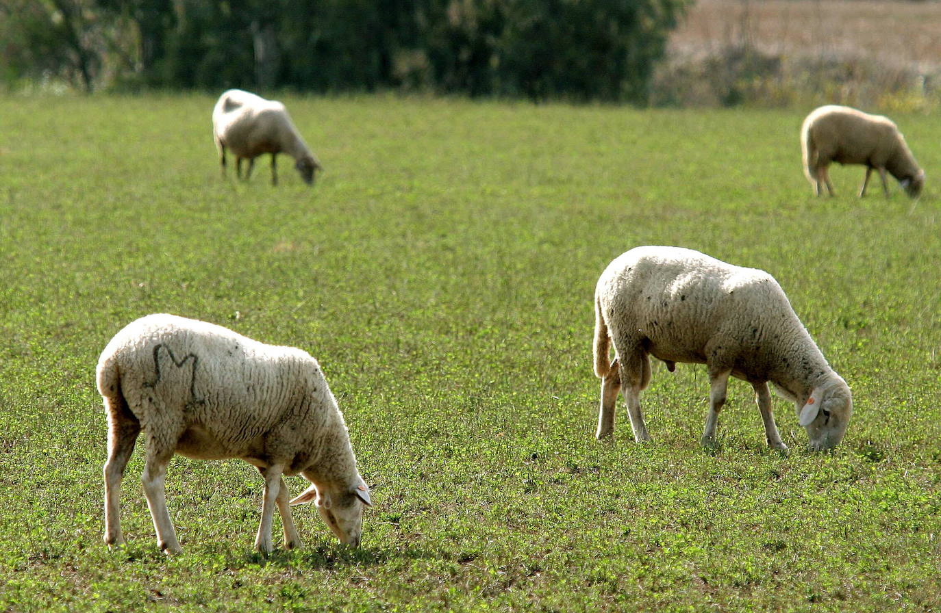 ¿Cómo se contagia la lengua azul en Extremadura?