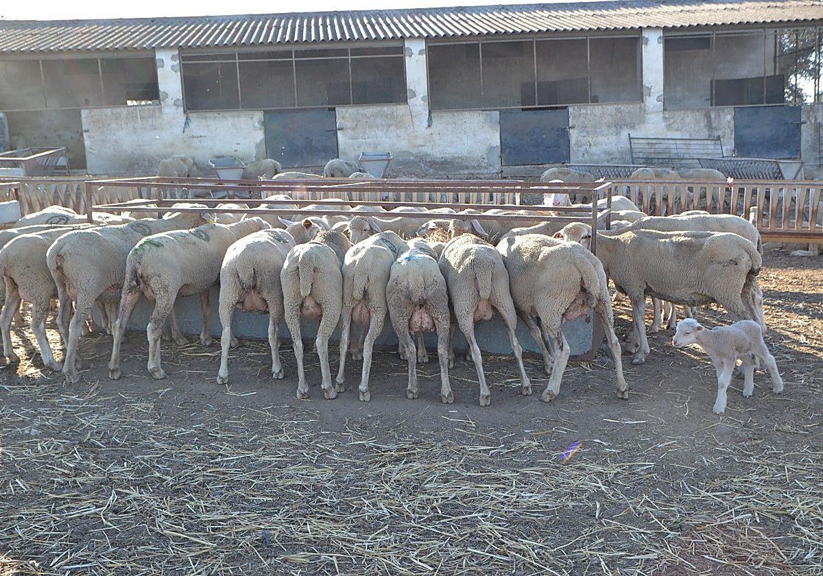 Ovejas en una finca de Villanueva del Fresno, donde oficialmente aún no hay positivos por lengua azul aunque en su término han muerto ya más de 200 ovejas.