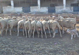 Ovejas en una finca de Villanueva del Fresno, donde oficialmente aún no hay positivos por lengua azul aunque en su término han muerto ya más de 200 ovejas.