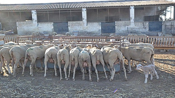 Extremadura alcanza los 21 focos de lengua azul al notificarse cinco más entre las dos provincias