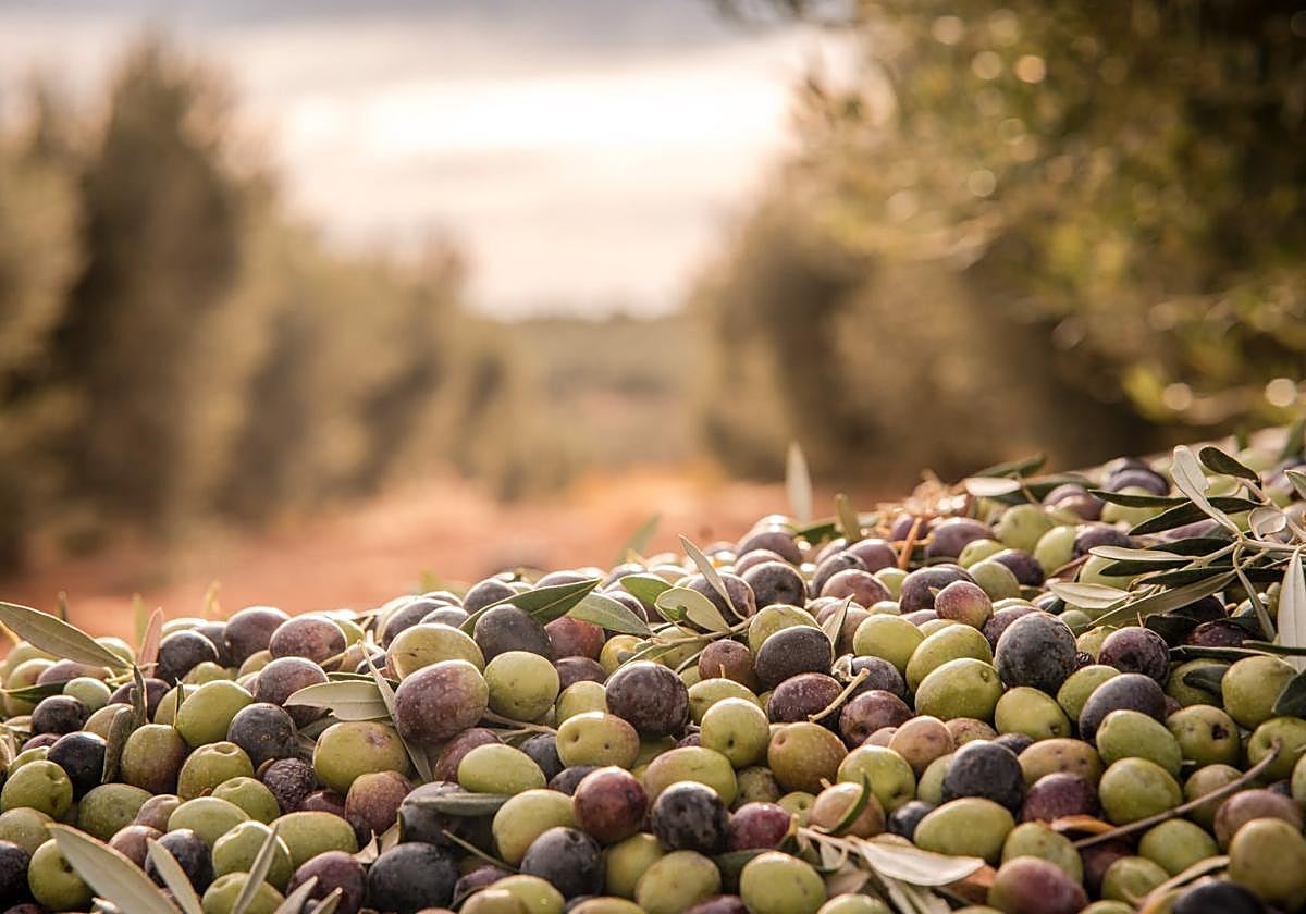Aceituna recién cosechada en Aldea de Cortegana, pedanía de Solana de los Barros.