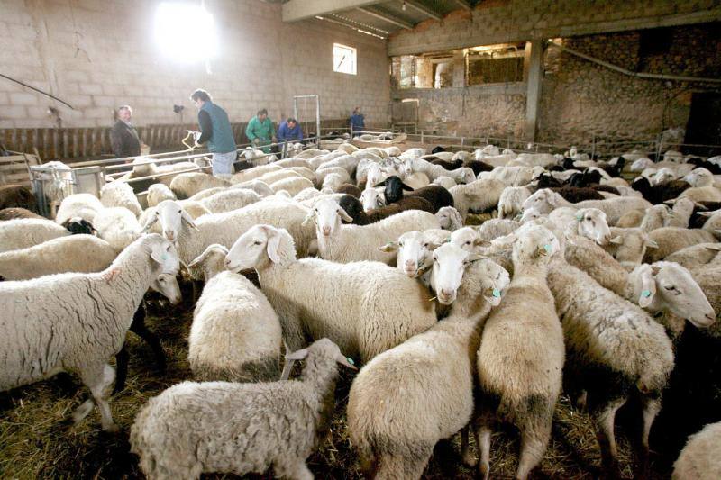 Qué es la lengua azul y cómo afecta al ganado e industria ganadera en Extremadura