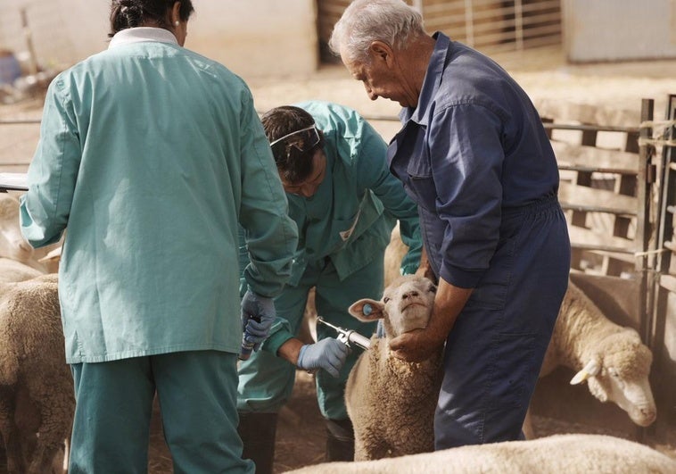 Vacunación contra la lengua azul en una finca de Valencia de Mombuey.