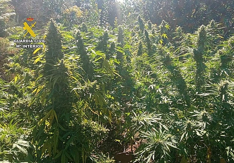 Plantación de marihuana en Sierra de Gata (Cáceres)