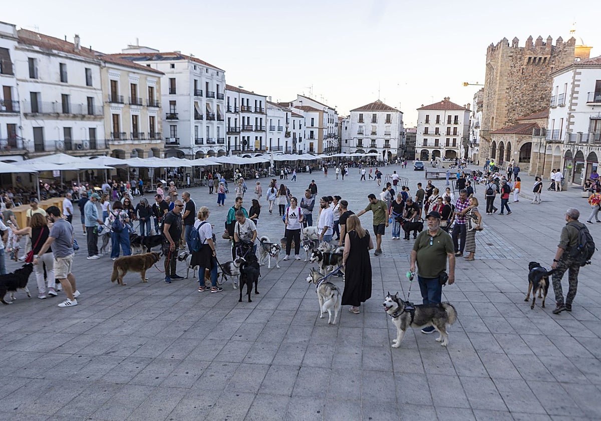 Concentración de dueños de perros el viernes por la tarde en la Plaza Mayor.