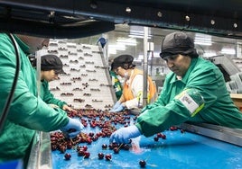 Mujeres trabajando en una agroindustria extremeña.