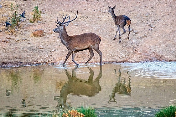 Un venado en época de berrea.
