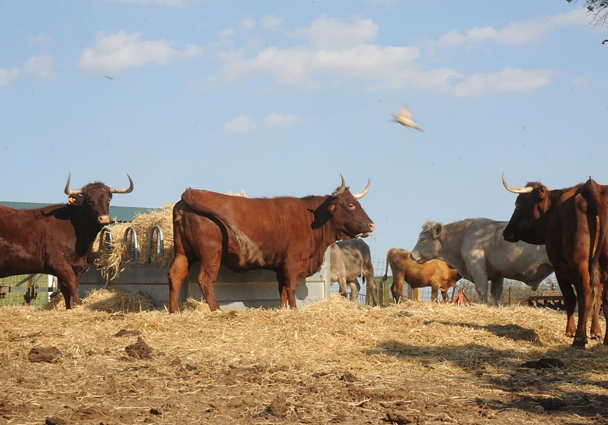 Explotación de vacuno en la región no relacionada con el foco de carbunco, detectado en Valverde de Mérida.