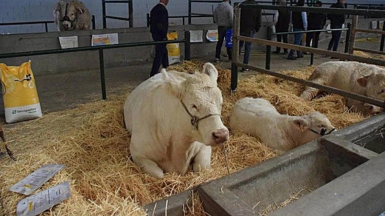 La lengua azul retrasa la Feria Agroganadera de Trujillo
