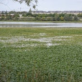 Gragera espera concretar en qué puede «ayudar» para frenar el nenúfar en Badajoz