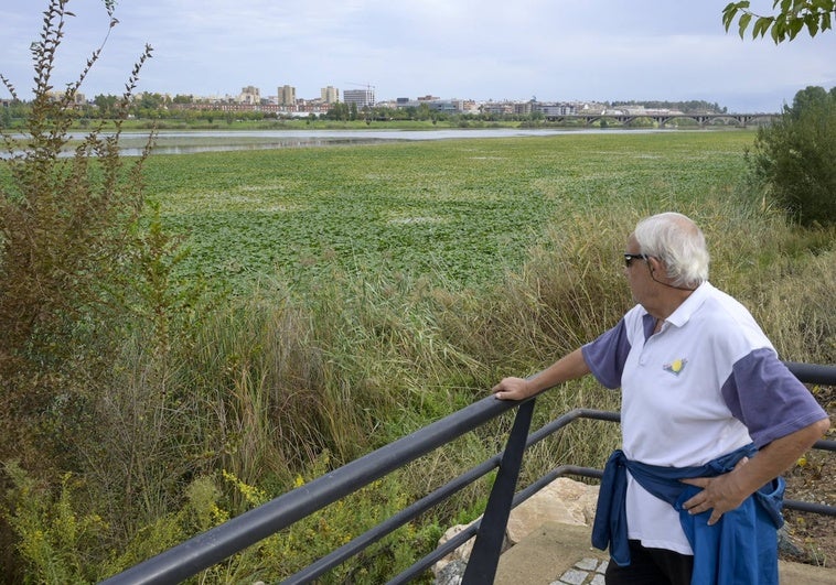 Francisco Calamonte mira al río Guadiana, cubierto por el nenúfar, desde el paseo de la izquierda.