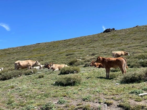 Un nuevo foco de carbunco en vacuno, el tercero en un mes en Extremadura