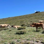 Un nuevo foco de carbunco en vacuno, el tercero en un mes en Extremadura