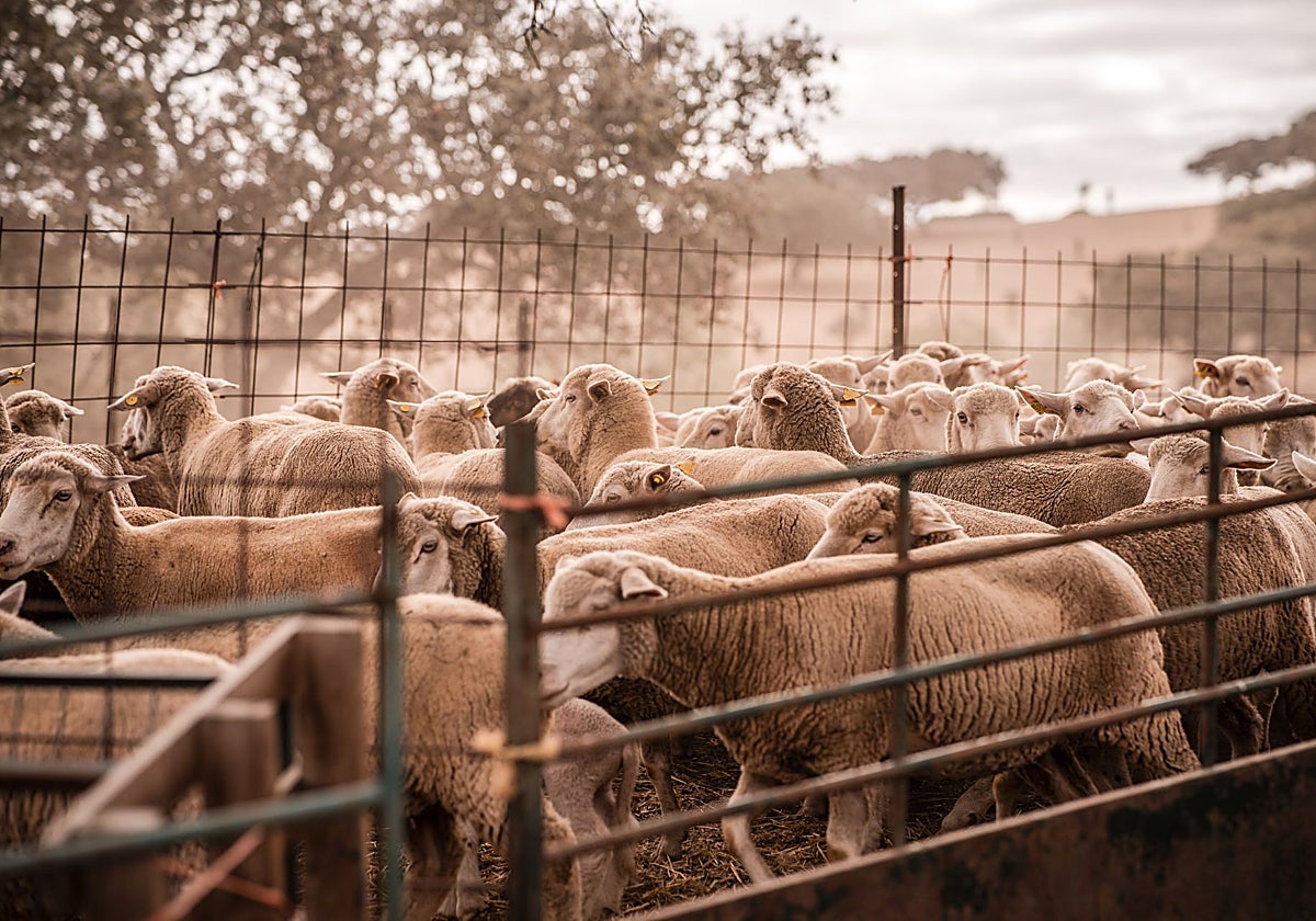 Ovejas en Valencia del Mombuey. Ya se ha declarado en este pueblo del suroeste fronterizo con Portugal un foco con el serotipo 3.