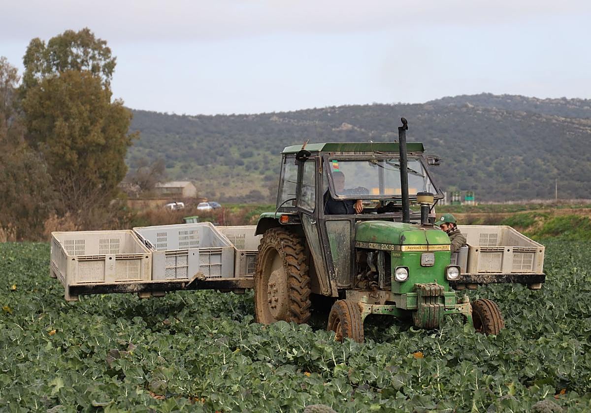 El sector agrícola, junto al trabajo del hogar, los más afectados