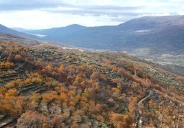 Cerezos del Valle del Jerte con las tonalidades del otoño.