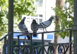 Palomas en el paseo de San Francisco.