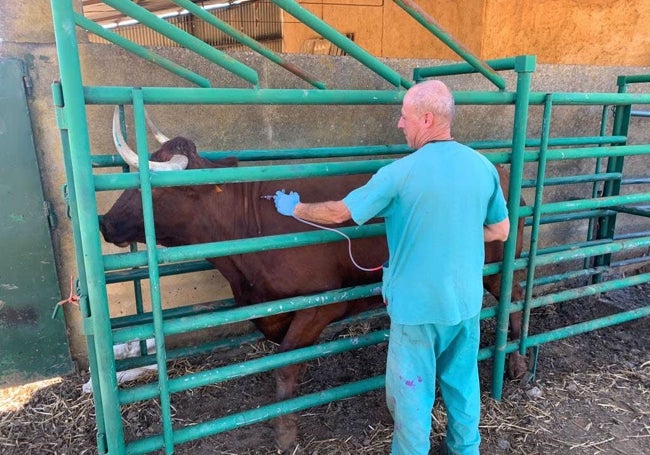 Una vaca recibiendo la vacuna de la lengua azul en una imagen de archivo. Ahora no está vacunando el bovino porque no hay dosis.