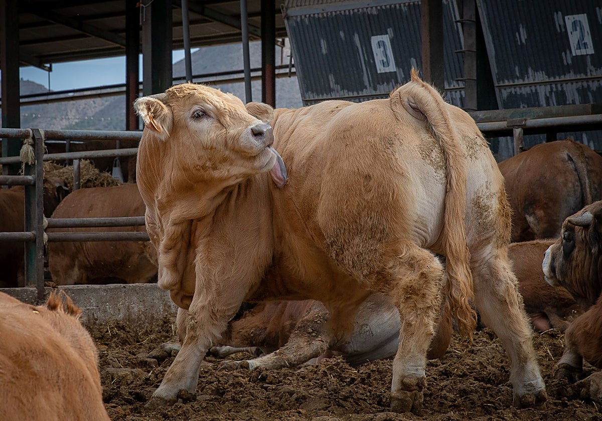 Una vaca en una explotación.